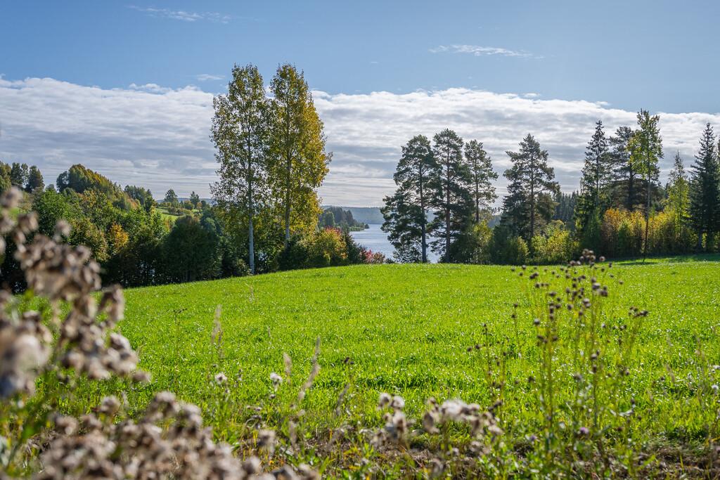 Lantligt läge nära Ljungan med 4 hektar mark och stora möjligheter bild 2